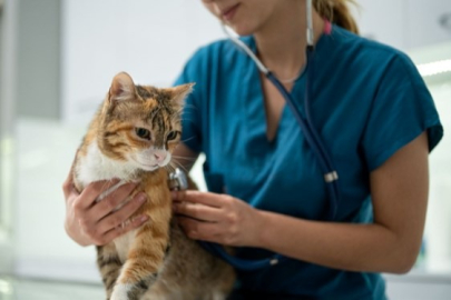 Kullanılmayan koronavirüs ilaçları kedileri tedavi edecek