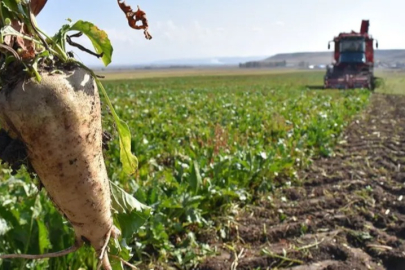 Şeker pancarında nakliye krizi