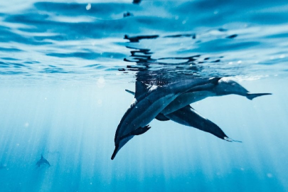 Brezilya Amazonlarında bir haftada 100'den fazla ölü yunus