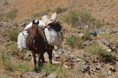 Heliz otu çuvallarla at sırtında beldeye getiriliyor