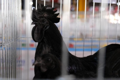 Bursa'da düzenlenen 3. Küçükbaş Hayvancılık Festivali renkli görüntülere sahne oldu