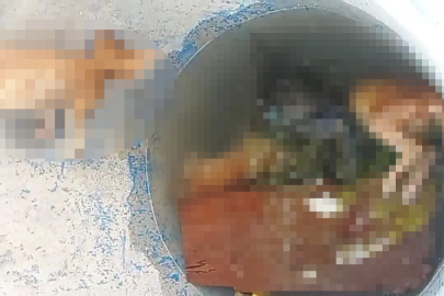 Bursa'da su dolu varilde 4 kedi ölüsü bulundu!