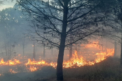 Çanakkale'de orman yangını: 2,8 hektar alan zarar gördü