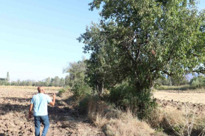 Çiftçilerin kabusu! Tarlada mahsul bırakmadı