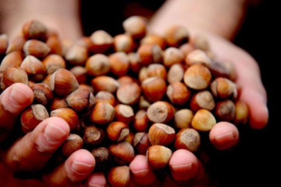 Fındık, fiyat istikrarını koruyor