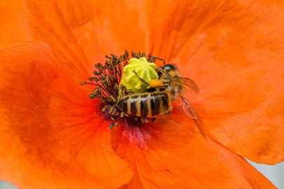 Kas kütlesini artırıyor ve enerji veriyor: Günlük 6 tane