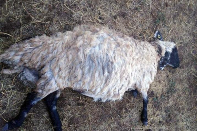 Yıldırım sürüye isabet etti! 25 koyun telef oldu.