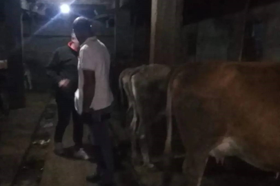 Yonca yiyerek şişen 150 hayvana müdahale edildi