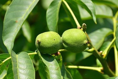 15 hastalığa birden şifa olan tek besin