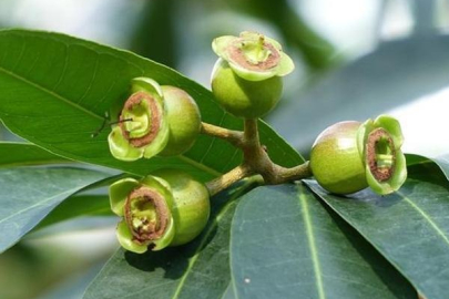 Damarlarda kolesterolden eser bırakmıyor