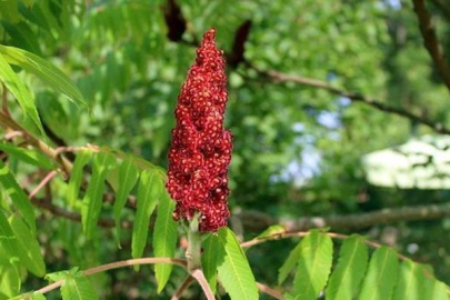 Hastalıklara karşı muhafız gibi koruyan besin