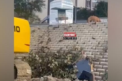 İstanbul'da devasa fareler sokağı istila etti