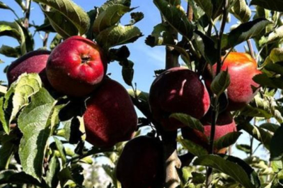 Elmanın fiyatı tarlada 5 markette 30 liraya kadar çıkıyor