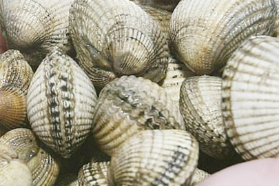 Virüs gibi yayılan kanser keşfedildi