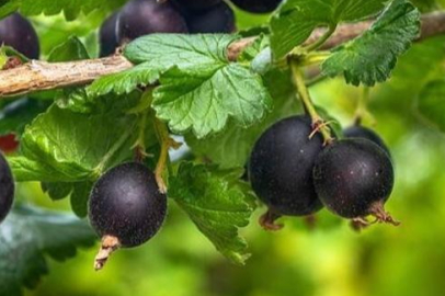 Uzmanları açıkladı! Düzenli tüketenler kalp krizi geçirmiyor