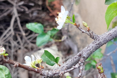Erik ağacı aynı yılda ikinci kez çiçek açtı