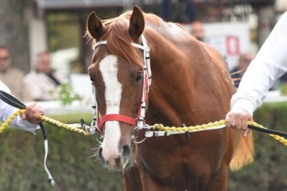 Safkan Arap tayı 5 milyona satıldı