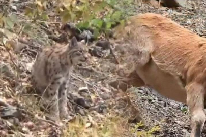 Kırmızı listedeki vaşak dağ keçisi avlarken görüntülendi