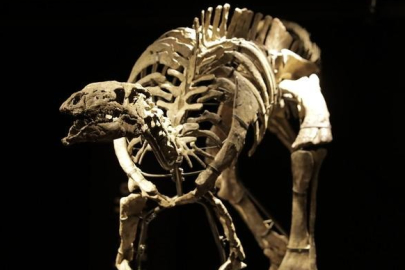 150 milyon yıllık dinozor iskeleti satıldı! Fiyatı dudak uçuklattı...