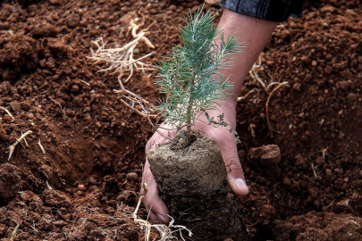 Türkiye ağaçlandırmada Avrupa'nın zirvesinde