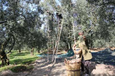 Marmarabirlik'te 2023-2024 yılı ürün alım fiyatları belli oldu