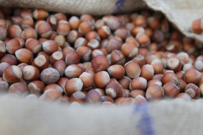 Trabzon'un 9 aylık fındık ihracatında AB ülkeleri başı çekti