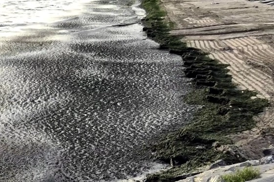 Avcılar sahili yosunla kaplandı