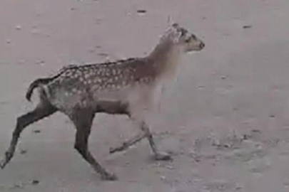 Şanlıurfa’da ilk defa Alageyik görüldü