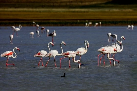 Flamingoların zorunlu kuraklık göçü