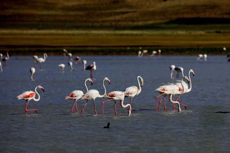 "KÜRESEL ISINMA YABAN HAYATINI ETKİLİYOR"
