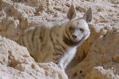 Nesli tehlike altında! 'Kendini gizlemekte oldukça usta bir tür'