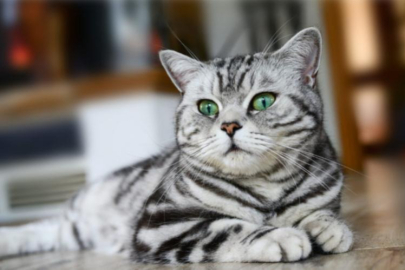 Kedilerin 276 farklı yüz ifadesi olduğunu keşfedildi!