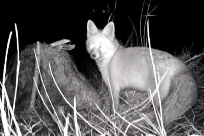 Tilki koyun postunu çıkarmak istedi!