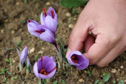 Dünyanın en pahalı baharatı! Fiyatıyla dudak uçuklatıyor