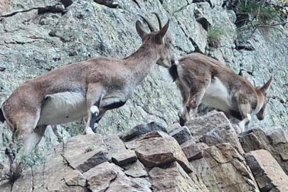 Nesli koruma altındaki yaban keçileri Artvin kara yolunda görüntülendi