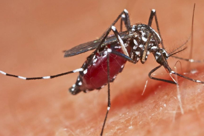 FDA, Chikungunya virüsünün neden olduğu hastalığa karşı ilk aşıyı onayladı