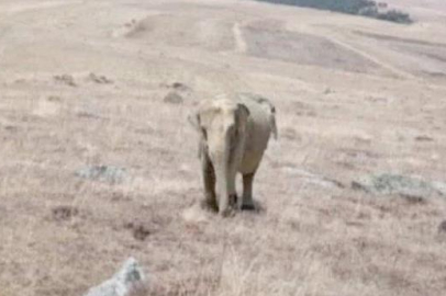 Hayvan otlatırken karşısında fil gördü! Ardahan'da çekilen fotoğraflar ortalığı karıştırdı! Jandarma her yerde o fili arıyor