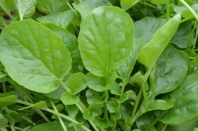 Terede ıspanaktan daha fazla demir var!