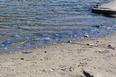 Ağustos ayından beri denizde çoğalıyorlar! Kente kimse gelmek istemiyor