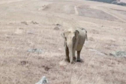 Ardahan’da fil alarmı: Görüntü uydurma çıktı