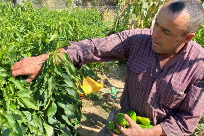 Cemele biberi Kırşehirli çiftçilerin geçim kaynağı oldu