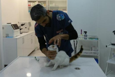 Evinde hayvan besleyenler dikkat! Bu belirti varsa uyuz olabilir