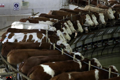 TİGEM ihaleyle inek sütü satacak