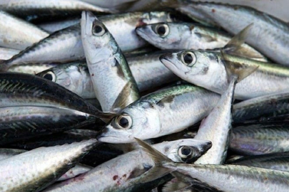 Dondurulmuş balık tüketirken dikkat edilmesi gerekenler!&nbsp;