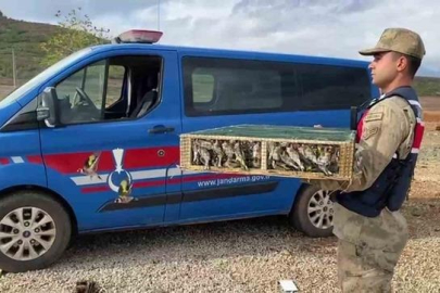 Nesli tehlike altındaki 4 bin kuşla yakalandı: Dudak uçuklatan ceza...
