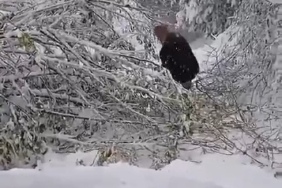 Bursa’da ağacın elektrik direğinin üzerine devrilmesi kesintiye yol açtı