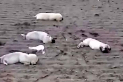 Korkunç iddia! Telef olan annesini emmeye çalışan yavru yürekleri sızlattı