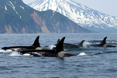 Katil balina saldırılarına karşı yeni savunma yöntemi: Heavy metal