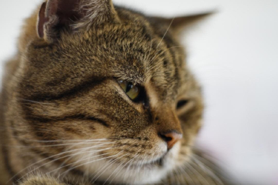 Rusya'da bir adam kedisi sayesinde hapse girmekten kurtuldu