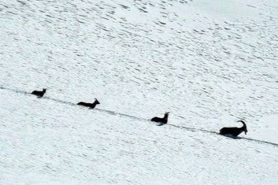 Erzincan'da göç yolundaki şamua sürüsü görüntülendi